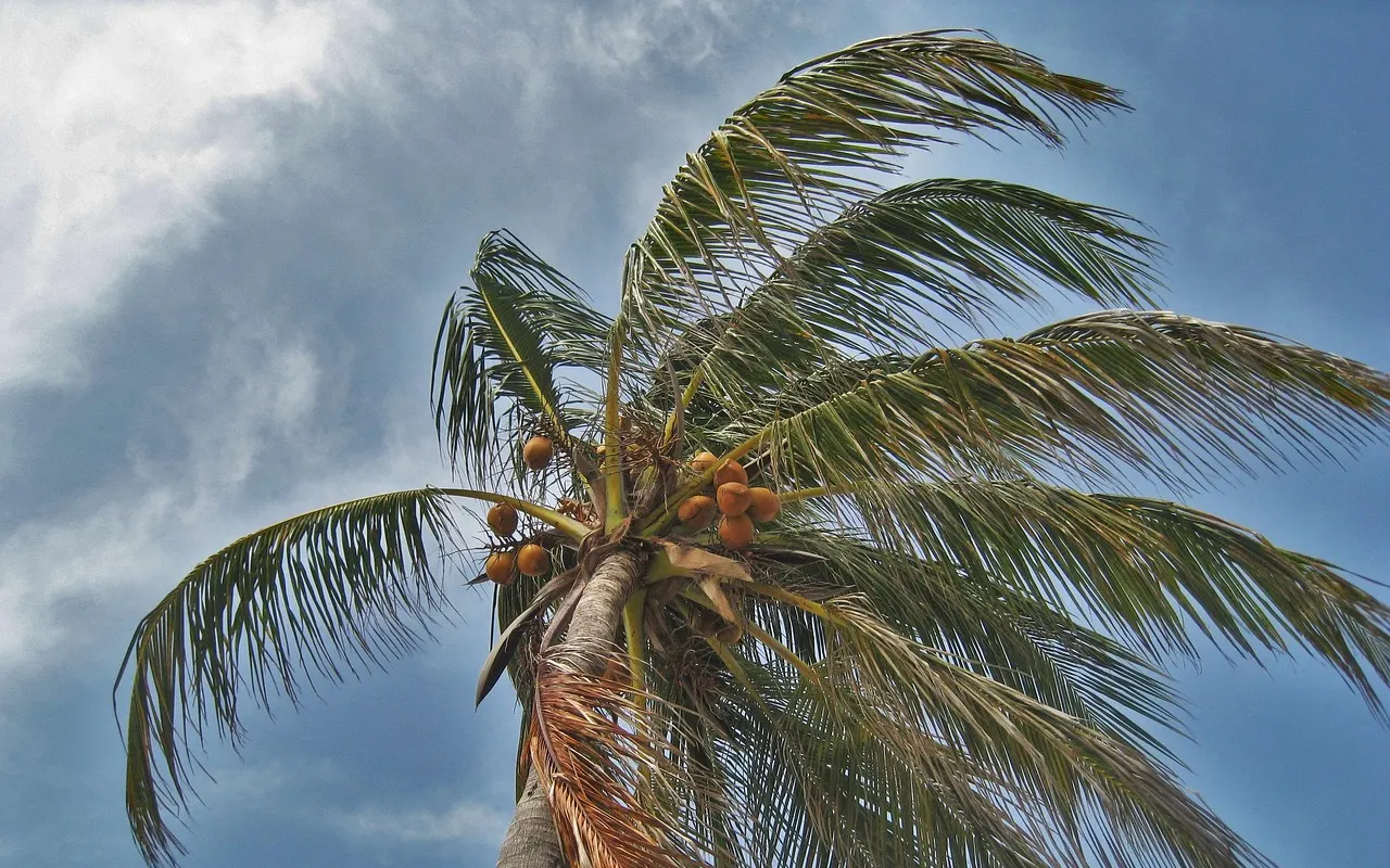 Hurricane Preparation Checklist